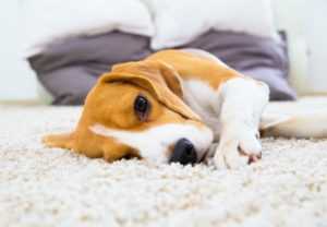dog relaxing in white carpet