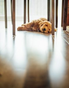 dog on floor