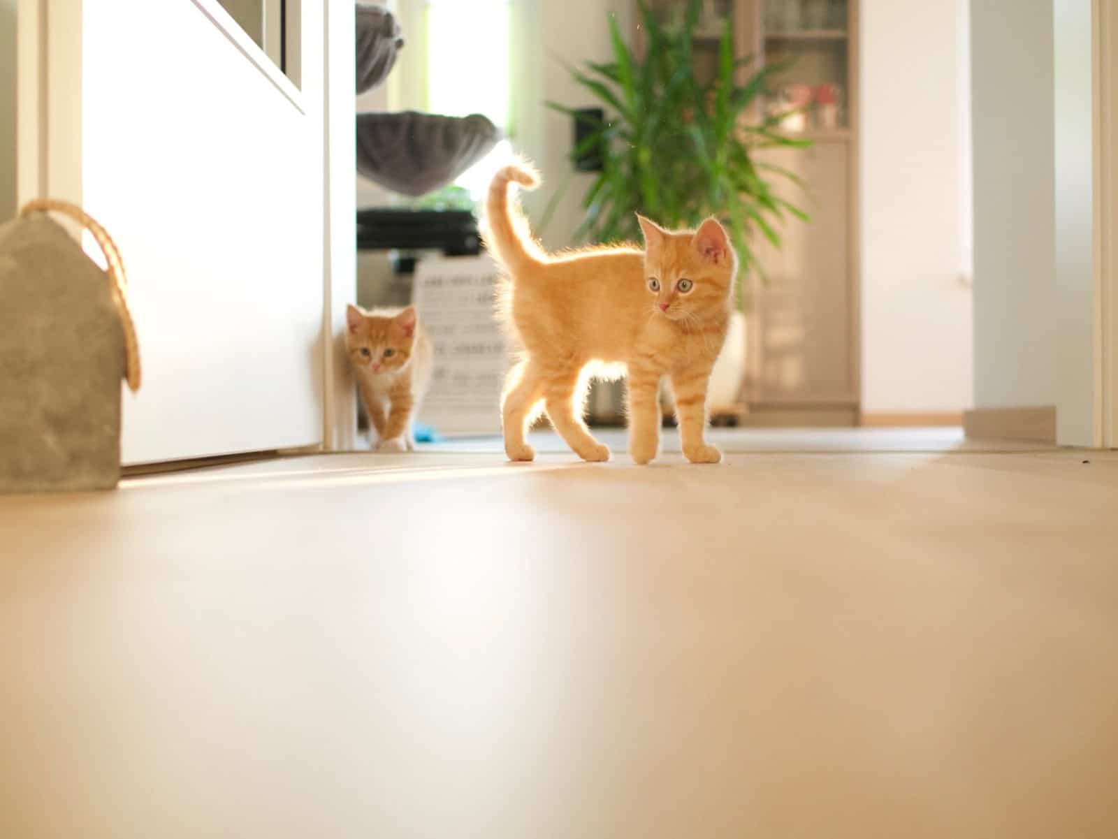 Guide to Flooring with Dogs, Cats and other Pets Floor Venue