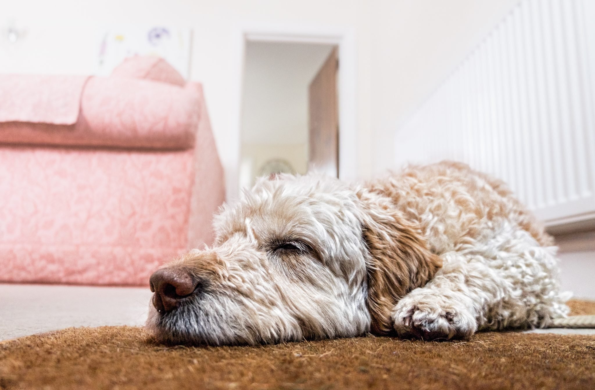Guide to Flooring with Dogs, Cats and other Pets Floor Venue