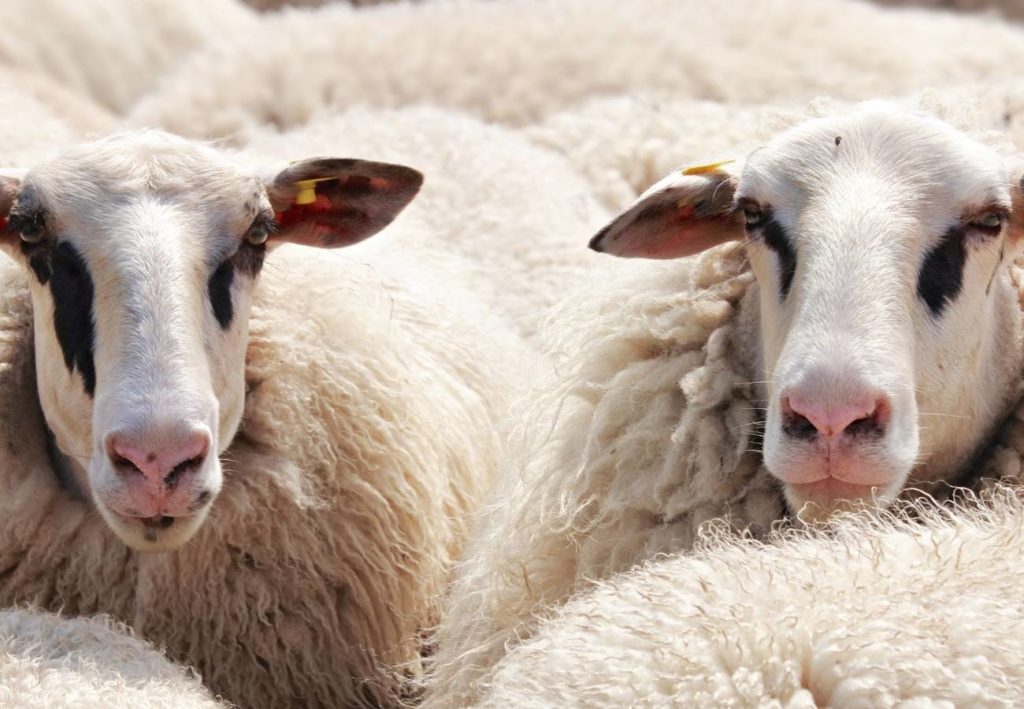 Complete Guide To Wool Carpet Prices NSW [2022] FloorVenue