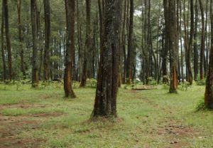 Cypress pine plantation in Australia