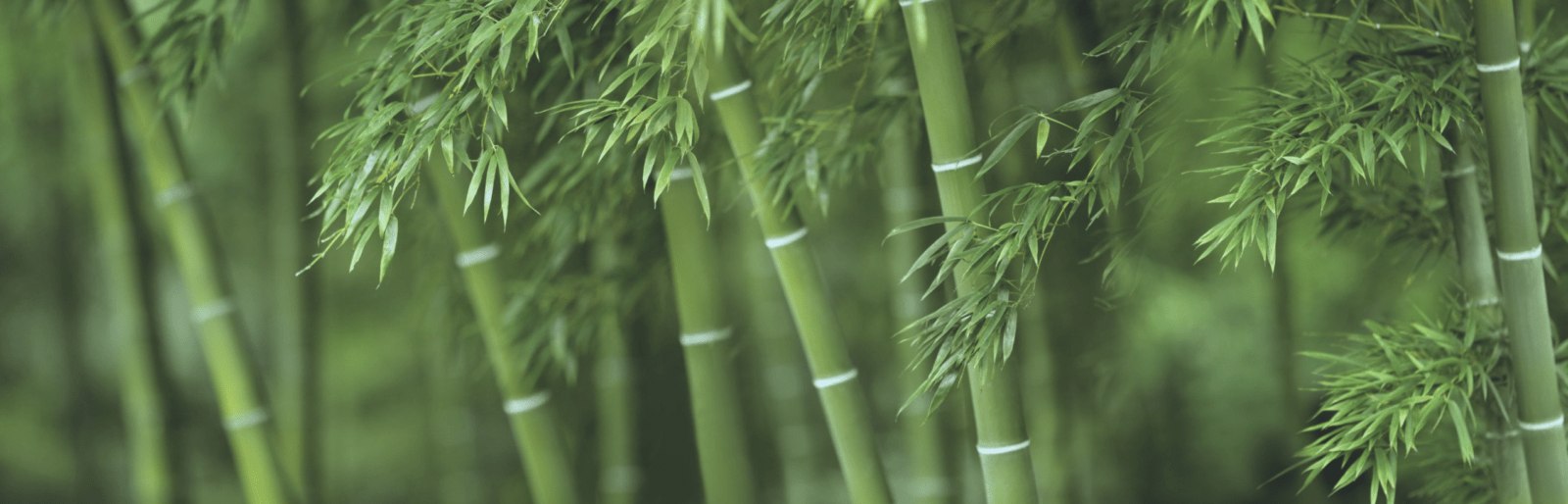 Ultimate Bamboo Flooring Cost Guide [2021] FloorVenue