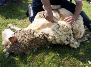 Sheep getting sheared for wool before its manufactured into carpet.