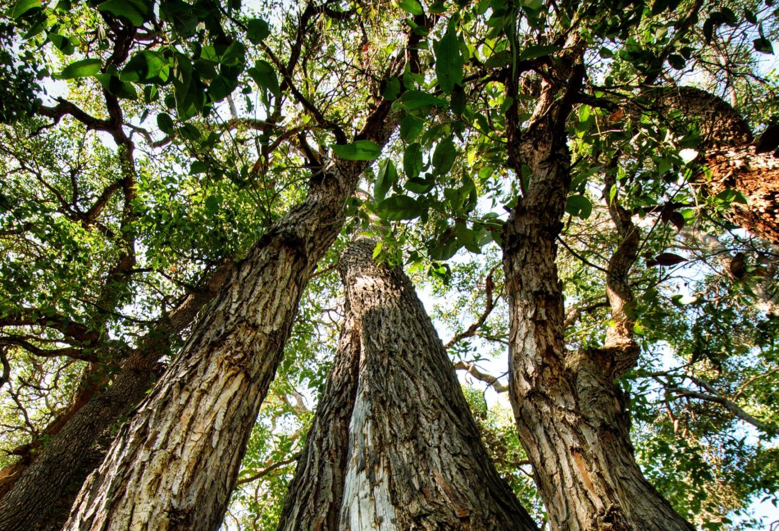 Looking at Jarrah Timber Flooring? [Updated 2022 Guide] FloorVenue